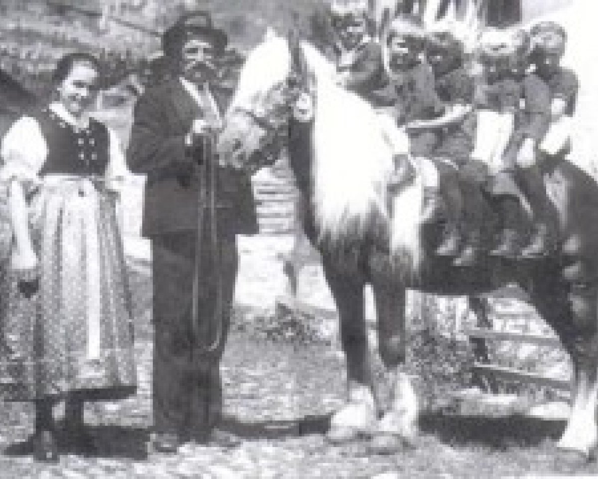 stallion 356/72 Hirn Mandl I (Haflinger, 1912, from liz. 42 Mandl)