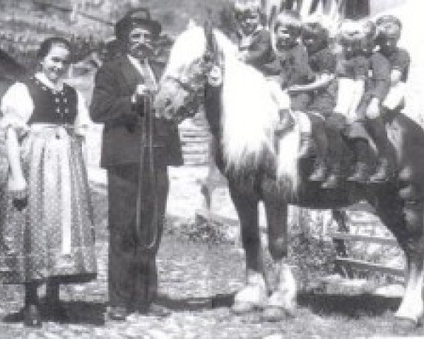 stallion 356/72 Hirn Mandl I (Haflinger, 1912, from liz. 42 Mandl)