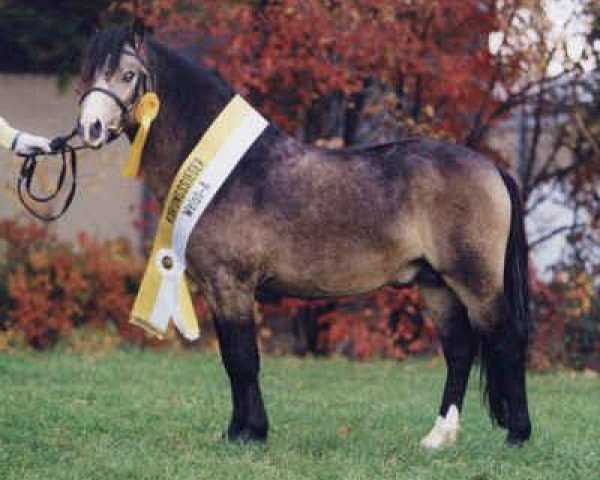 Deckhengst Erileen Bachgen Balch (Welsh Mountain Pony (Sek.A), 2002, von Tilias Blue Banner) Deckhengst Erileen Bachgen Balch (Welsh Mountain Pony (Sek.A), 2002, von Tilias Blue Banner)