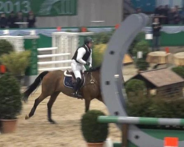 jumper User Friendly (Irish Sport Horse, 1999, from Ricardo Z)