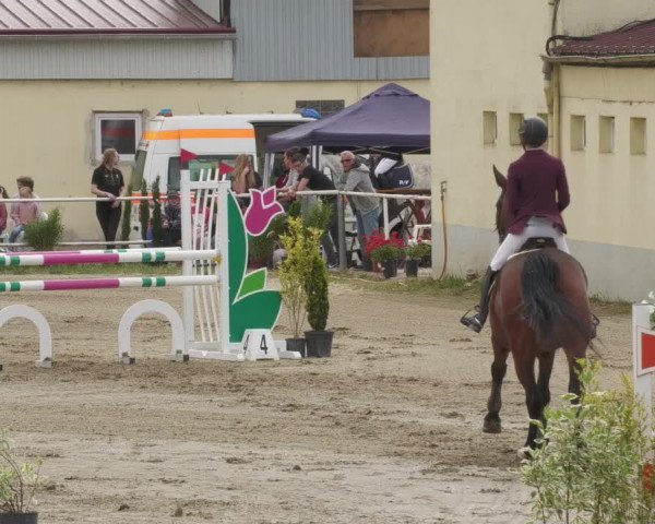 Reitturnier Billigheim 2022