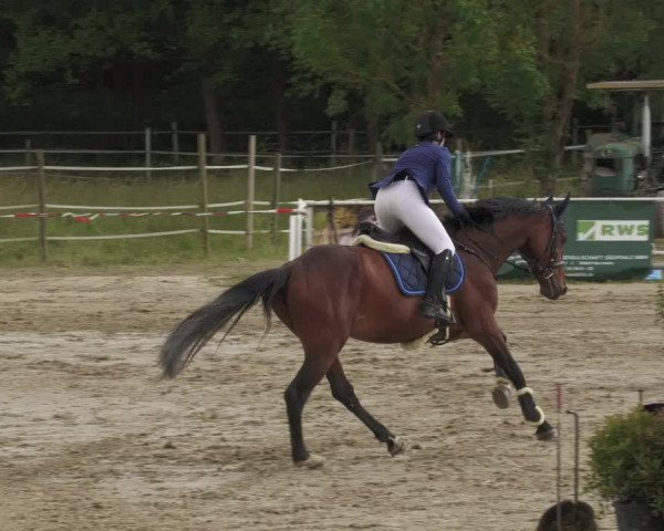 Reitturnier Billigheim 2022