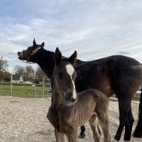 stallion Coeur de Carlson CM (Westphalian, 2022, from Cashmere)