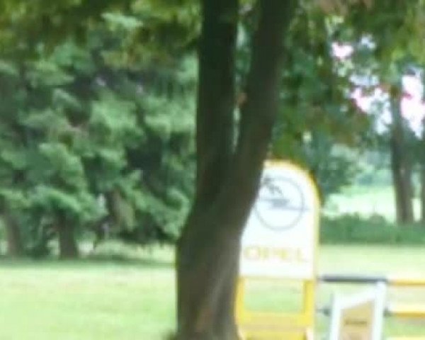 Video of Belle Amour 3
