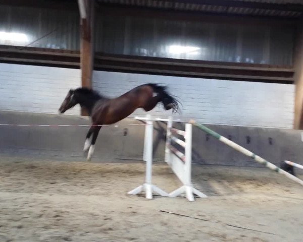 Video of Belle Amour 3