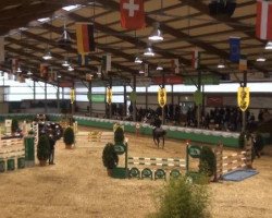 jumper Zirocco Royal (KWPN (Royal Dutch Sporthorse), 2008, from Zirocco Blue)