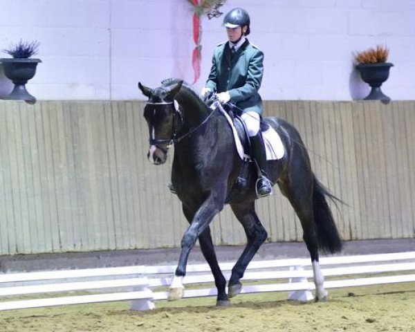stallion Freddie Mercury 2 (Hanoverian, 2009, from Fidertanz)
