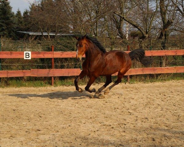 horse Astiro WS (German Sport Horse, 2009, from Askano)