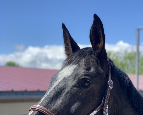 dressage horse Soraya 317 (Bavarian, 2010, from San Amour I)