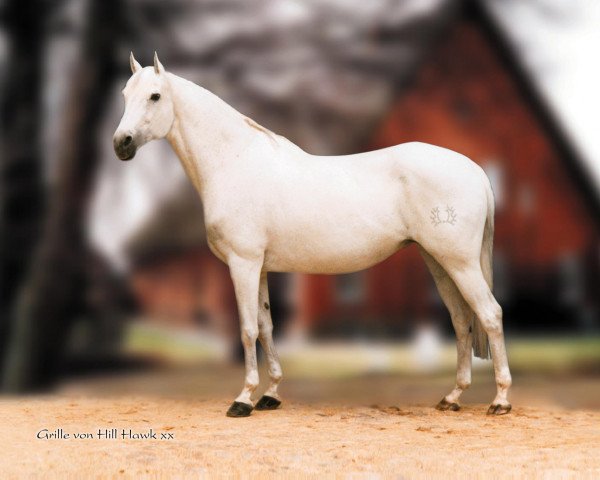 broodmare Grille II (Trakehner, 1980, from Hill Hawk xx)