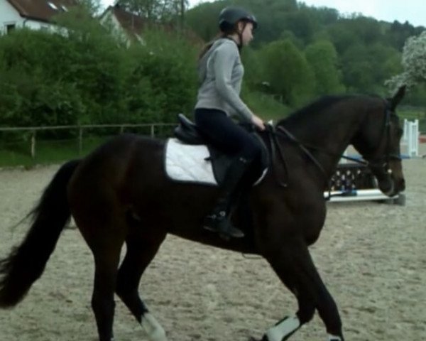 jumper Little Miss 5 (Irish Sport Horse, 2004, from Ohio)