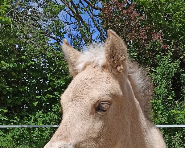 horse Siljan A&G (Fjord Horse, 2022, from Silvio Skjöldson)