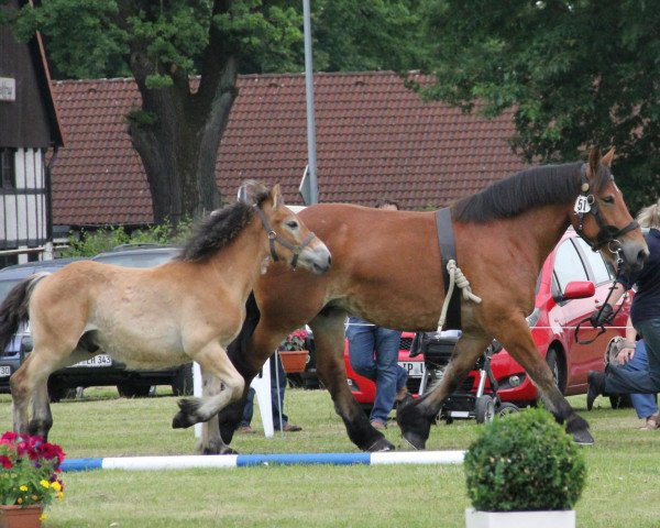 broodmare Elena (Rhenish-German Cold-Blood, 2004, from Eberhard)