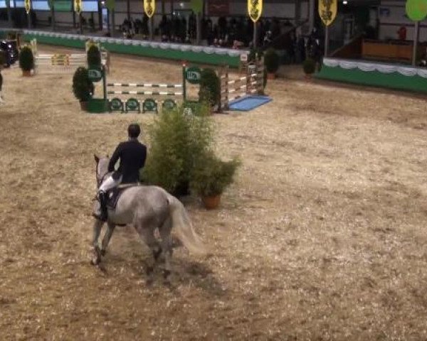 jumper Cuando Mi Amor (KWPN (Royal Dutch Sporthorse), 2007, from Larino)