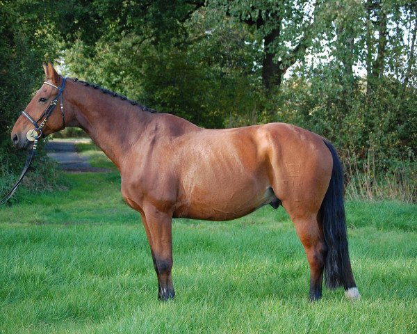 horse Vortinggards Royal Intermezzo (Hanoverian, 1993, from Royal Z I)