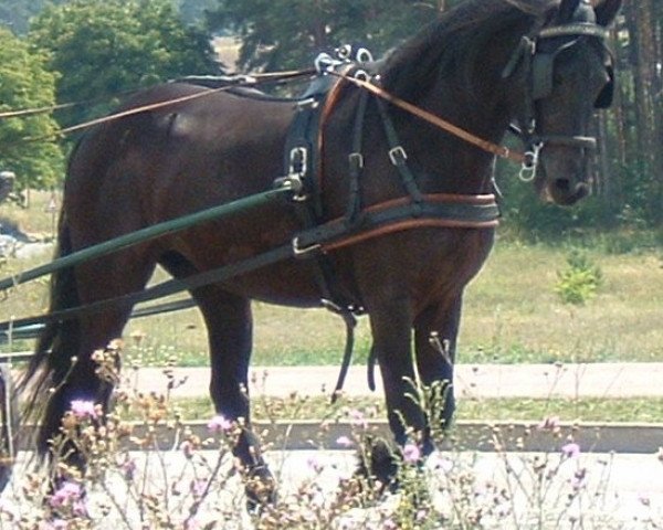 broodmare Alienaa aus dem Wendland (Friese, 2000, from Brandus 345)