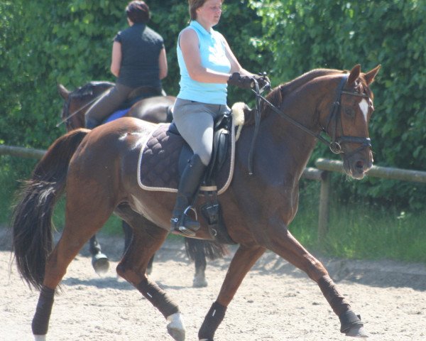 Pferd Donna Primera (Hannoveraner, 1993, von Don Primero)