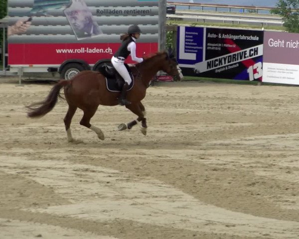 Reitturnier Wädenswil 2022