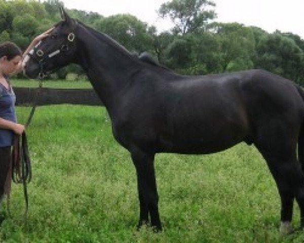 horse Sir Markus (German Sport Horse, 2009, from Sirius Song)