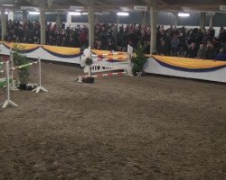 jumper Gladstone van de Trimbachhoeve (Belgian Warmblood, 2004, from Thunder van de Zuuthoeve)