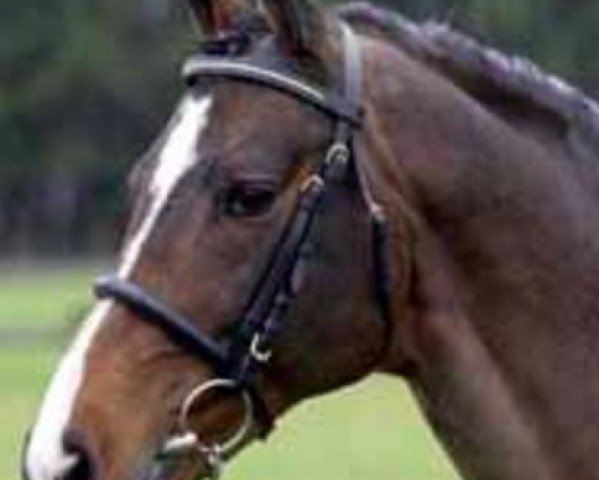 stallion Lagrain (Holsteiner, 1981, from Landgraf I)