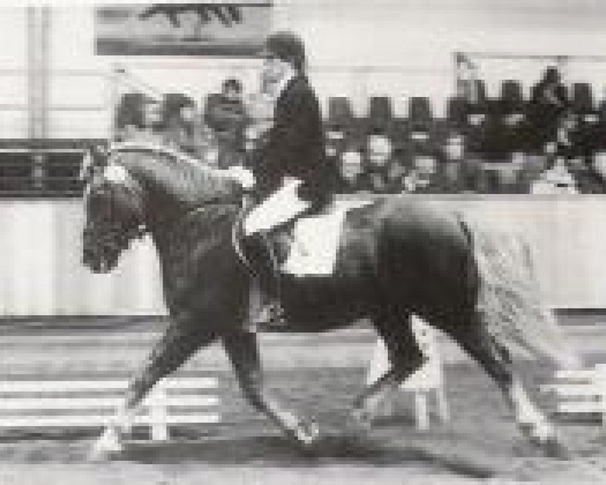 stallion 853 Artist (Haflinger, 1964, from 631 Anker)