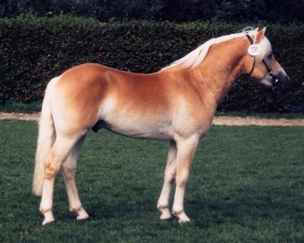 stallion Alban (Haflinger, 1993, from Almkoenig I)
