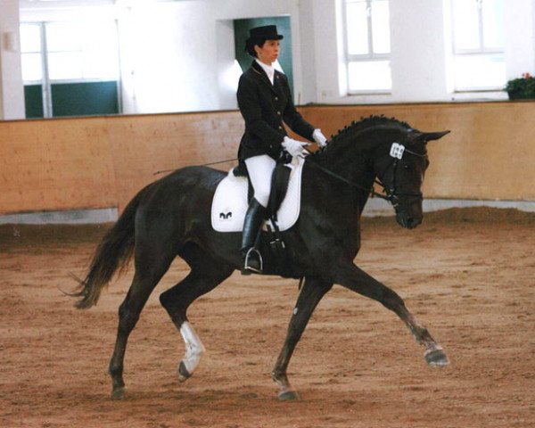 broodmare Comtess Ferrara (Bavarian, 2001, from Dr. Jackson D)