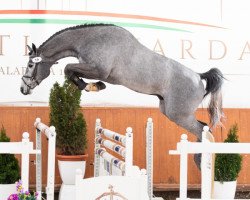 jumper Chico B Z (Zangersheide riding horse, 2018, from Chacoon Blue)
