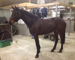 Dressurpferd Chessnah (Westfale, 2008, von Cayetano L)