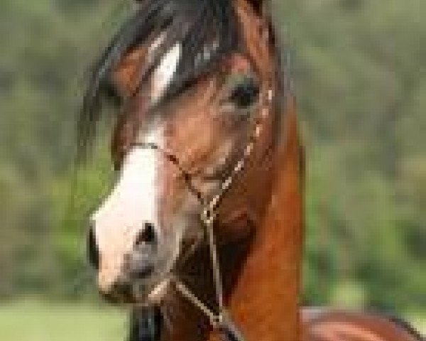 stallion Mum ox (Arabian purebred, 1994, from Monogramm 1985 ox)