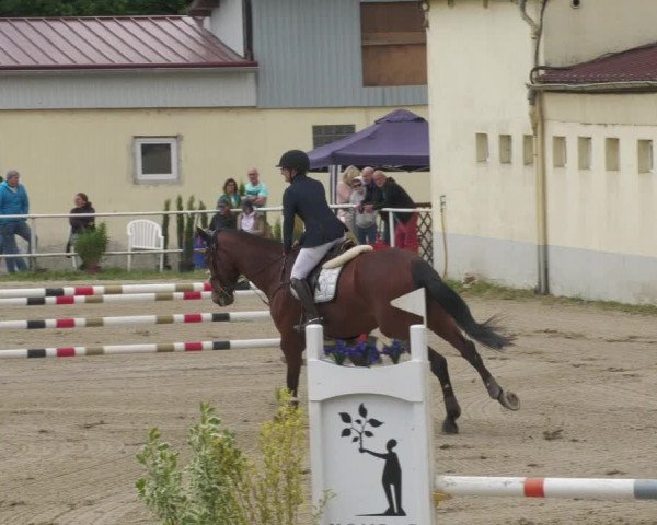 Reitturnier Billigheim 2022
