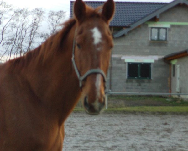 horse Avalon (Rhinelander, 1990, from Altano Z)