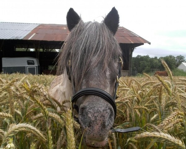 Dressurpferd Oro-Negro (Deutsches Reitpferd, 1998, von Nuget) Dressurpferd Oro-Negro (Deutsches Reitpferd, 1998, von Nuget)