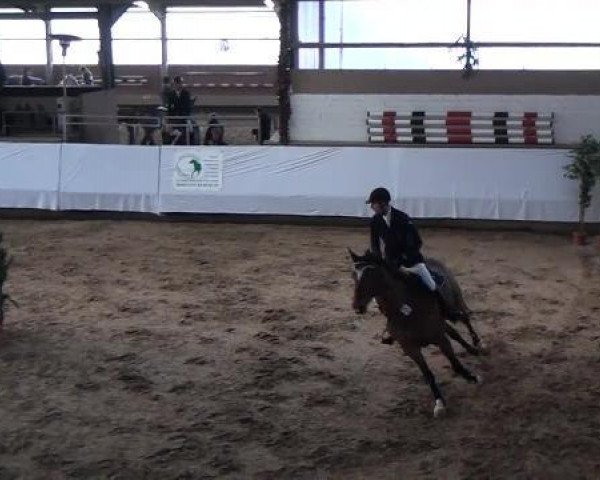 jumper Zavino (KWPN (Royal Dutch Sporthorse), 2004, from Damiro)