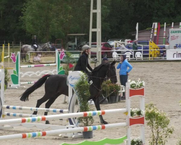 Reitturnier Billigheim 2022