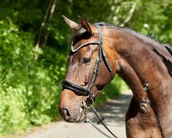 jumper Chester 366 (Holsteiner, 2015, from Connor 48)