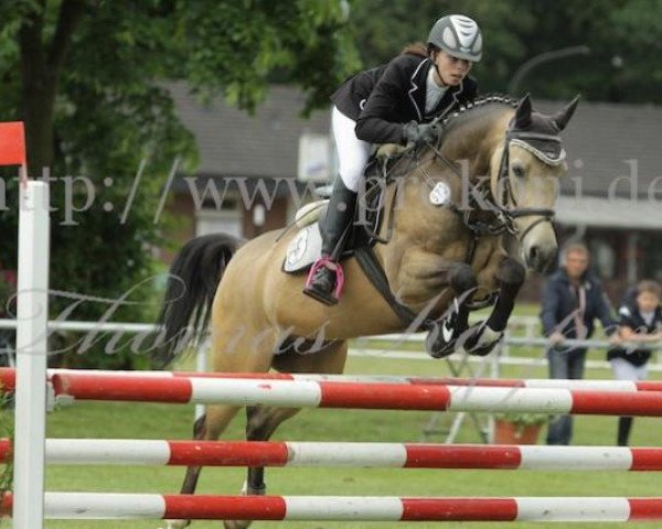 Springpferd Mio 63 (Deutsches Reitpony, 2006, von Martini)