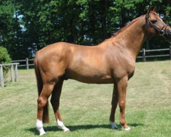 stallion Meeping Cha de Florys (French Pony, 2000, from Peeping Tom A AA) stallion Meeping Cha de Florys (French Pony, 2000, from Peeping Tom A AA)
