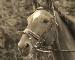 dressage horse Louis 153 (Westphalian, 1999, from Lord Caletto)