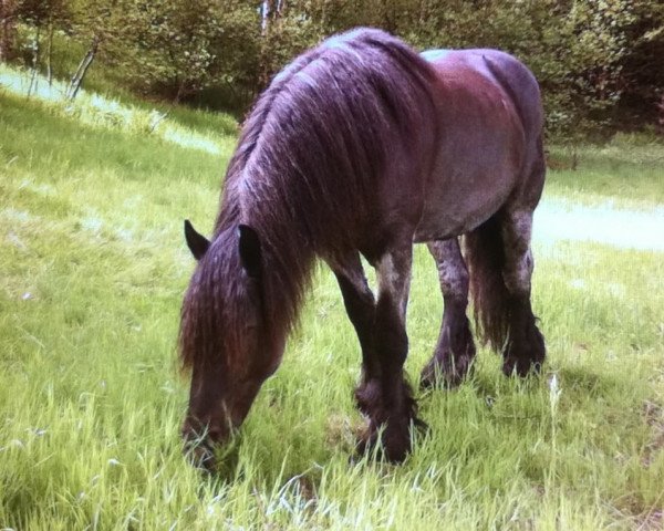 broodmare Nareda (Rhenish-German Cold-Blood, 1991, from Nando)