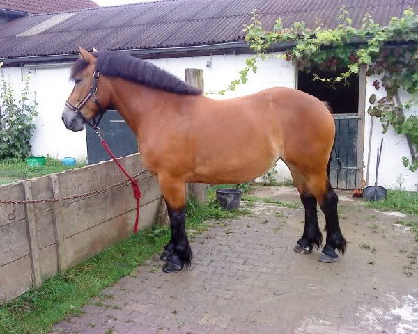 broodmare Nena (Rhenish-German Cold-Blood, 2007, from Nelson) broodmare Nena (Rhenish-German Cold-Blood, 2007, from Nelson)