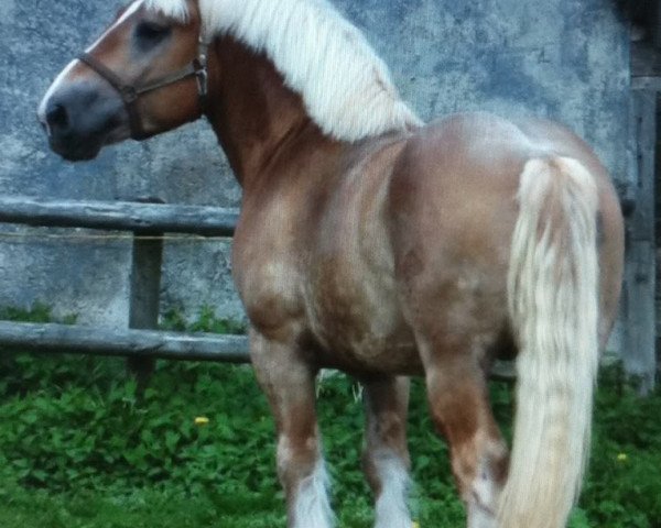 stallion Arbo v. Marienthal (Rhenish-German Cold-Blood, 2007, from Astor 9957) stallion Arbo v. Marienthal (Rhenish-German Cold-Blood, 2007, from Astor 9957)