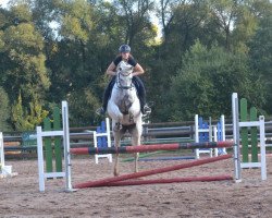 horse Asra (Anglo-Arabs, 2003)