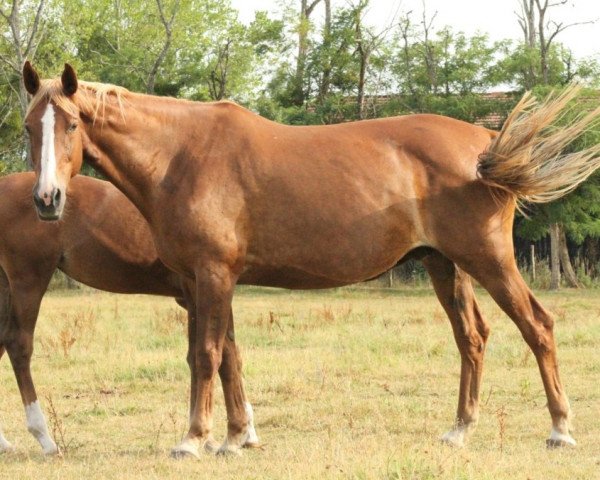 broodmare Quatsaisons de Kerser (Selle Français, 2004, from Rosire)
