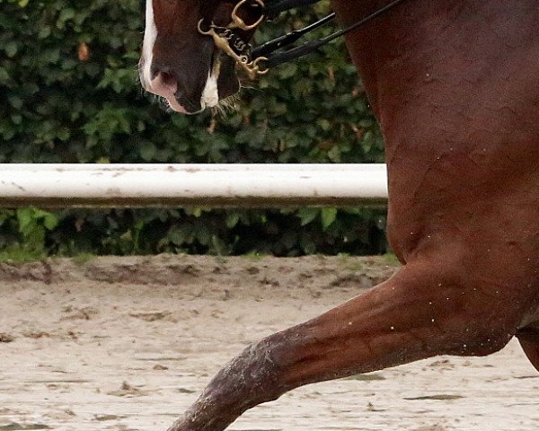 dressage horse Linha Lissabon (Westphalian, 2004, from Lissabon 29)