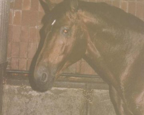 stallion Angriff (Westphalian, 1973, from Angelo xx)