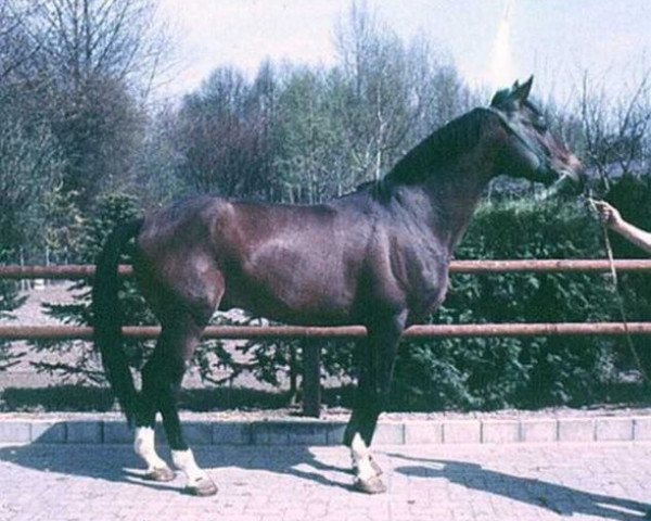 stallion Colorado x (Anglo-Arabs, 1970, from Courlis AA)