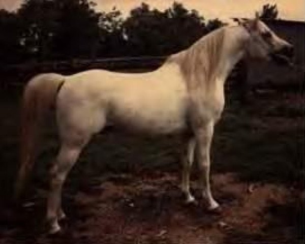 stallion Hadbah 1957 ox (Arabian purebred, 1957, from Fabah 1950 ox) stallion Hadbah 1957 ox (Arabian purebred, 1957, from Fabah 1950 ox)