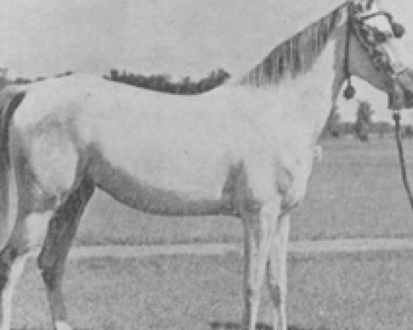 broodmare Mamdouha 1940 RAS (Arabian purebred, 1940, from Kheir 1924 RAS)